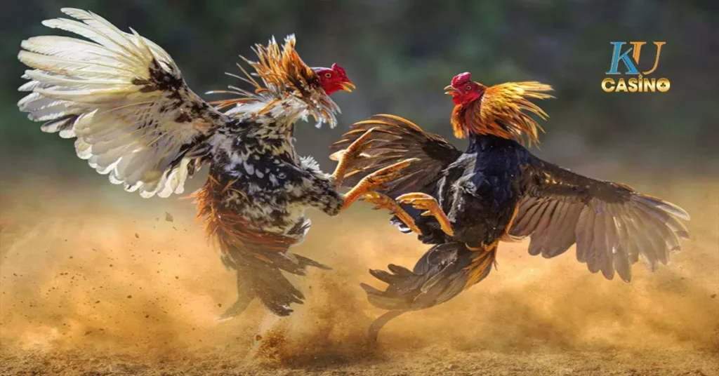 ไก่ชน เงินล้าน ถ่ายทอดสด ล่าสุด ฟรี วันนี้