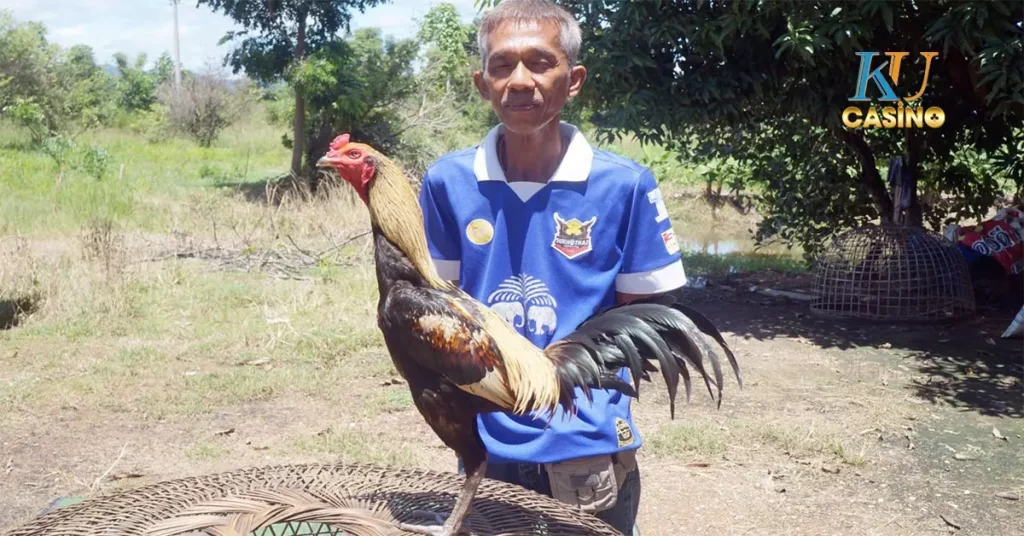 ไก่ชน